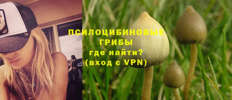 Псилоцибиновые грибы Psilocybe  что такое   Урюпинск 